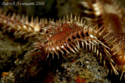 Moving Seastar at nightdive Anilao, Philippines taken wit... by Patrick Neumann 